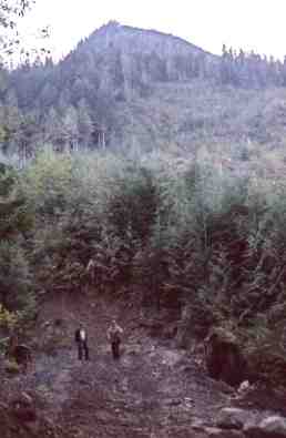 The level ground starts
to climb steeply up through old slash
